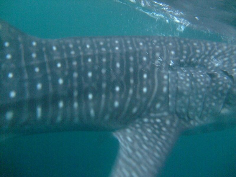 981031c0-82d5-4a03-94c3-bc195f7eb76f