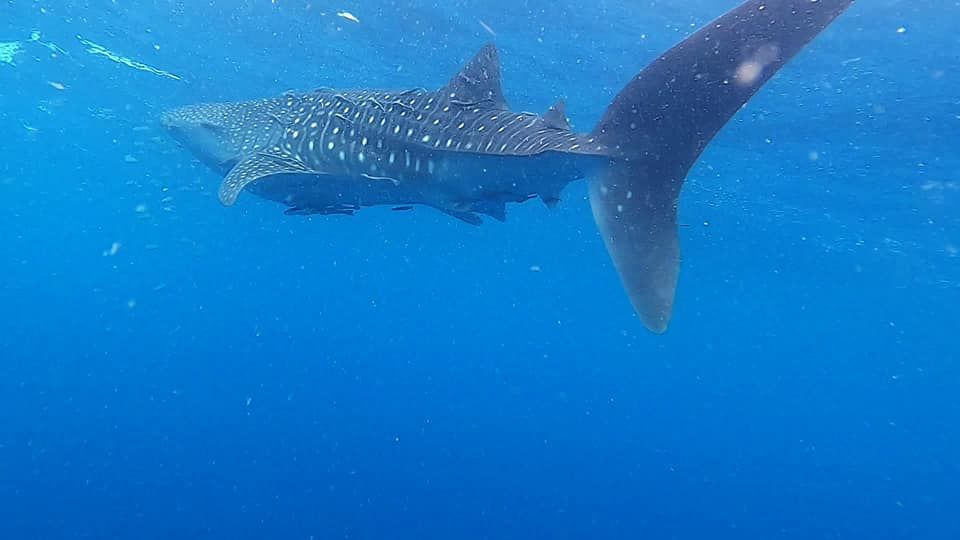 5dea9014-2a1a-44a4-b8d4-5149d4548ce2