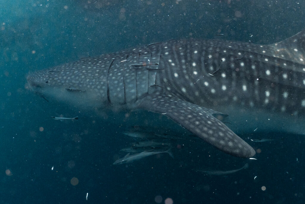 1e696b90-c31a-4002-8a7a-d7f3ed939b08