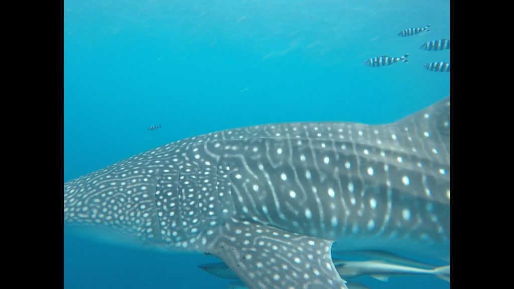 f90f9989-2732-4ce7-9428-963659d4f30b