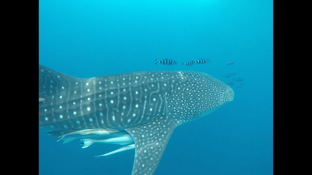 f90f9989-2732-4ce7-9428-963659d4f30b