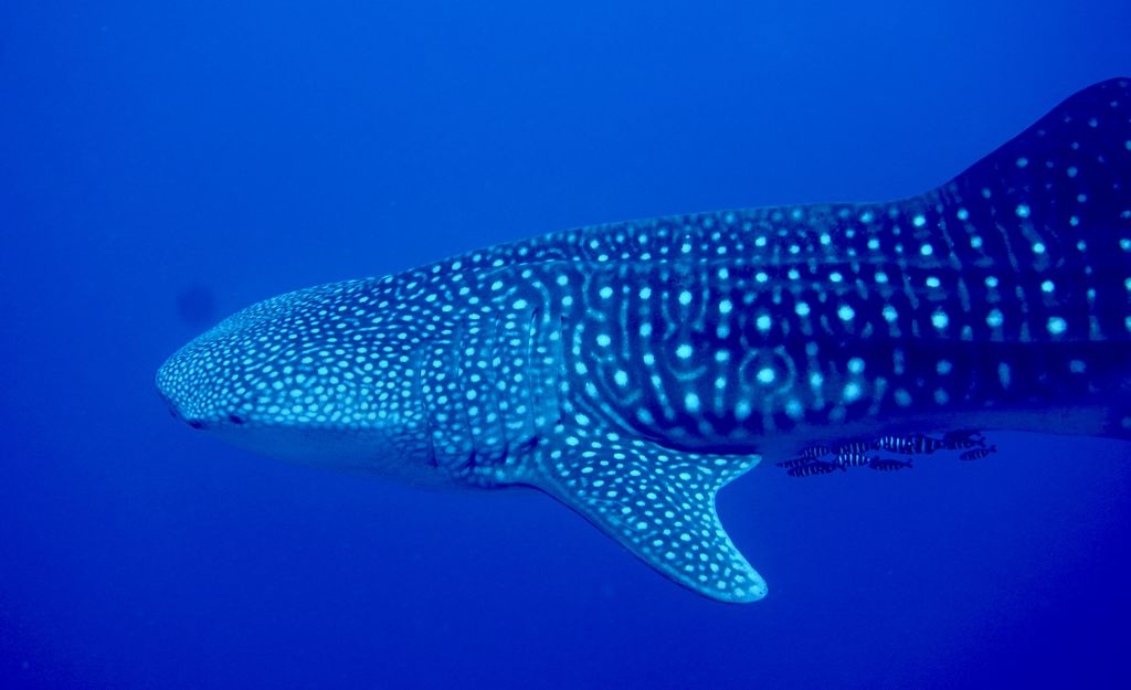 eff40685-dc2a-4b5b-af4c-8903f62a98ed