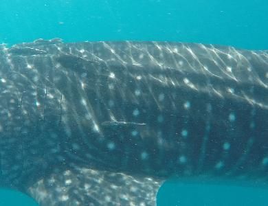 440257e1-dbda-4b7f-829e-a4e53aa01ab4