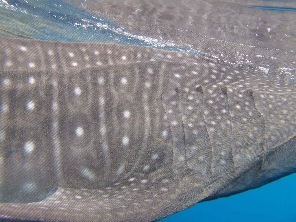 56c03180-c8ce-41f4-9da4-cdf94fd2886b