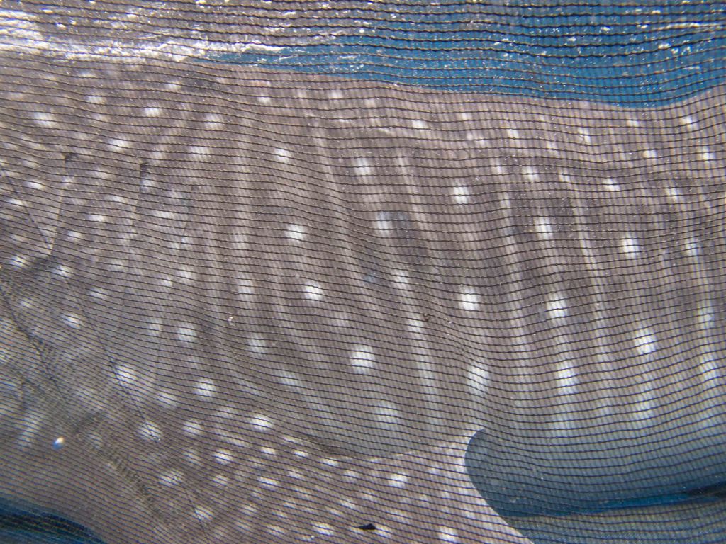 56c03180-c8ce-41f4-9da4-cdf94fd2886b