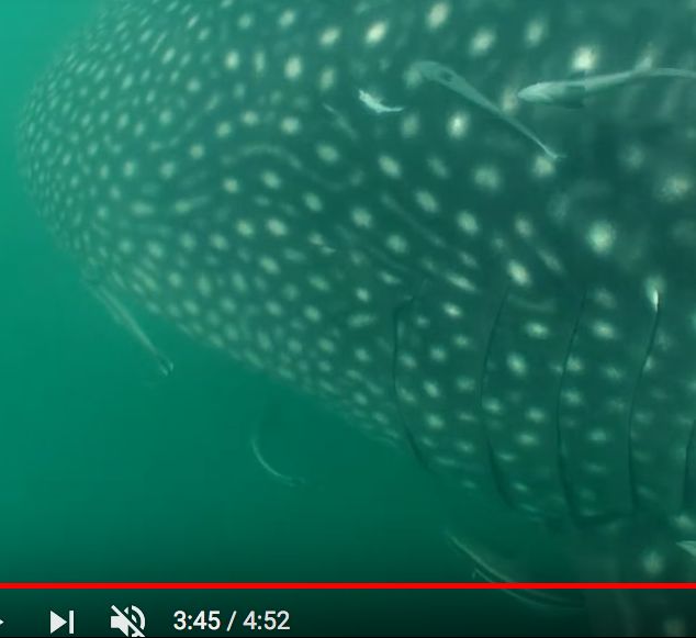 a4d24ffb-82eb-4627-a1eb-1e3655f50c5d