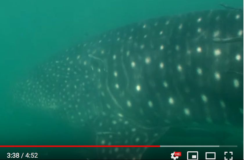 a4d24ffb-82eb-4627-a1eb-1e3655f50c5d