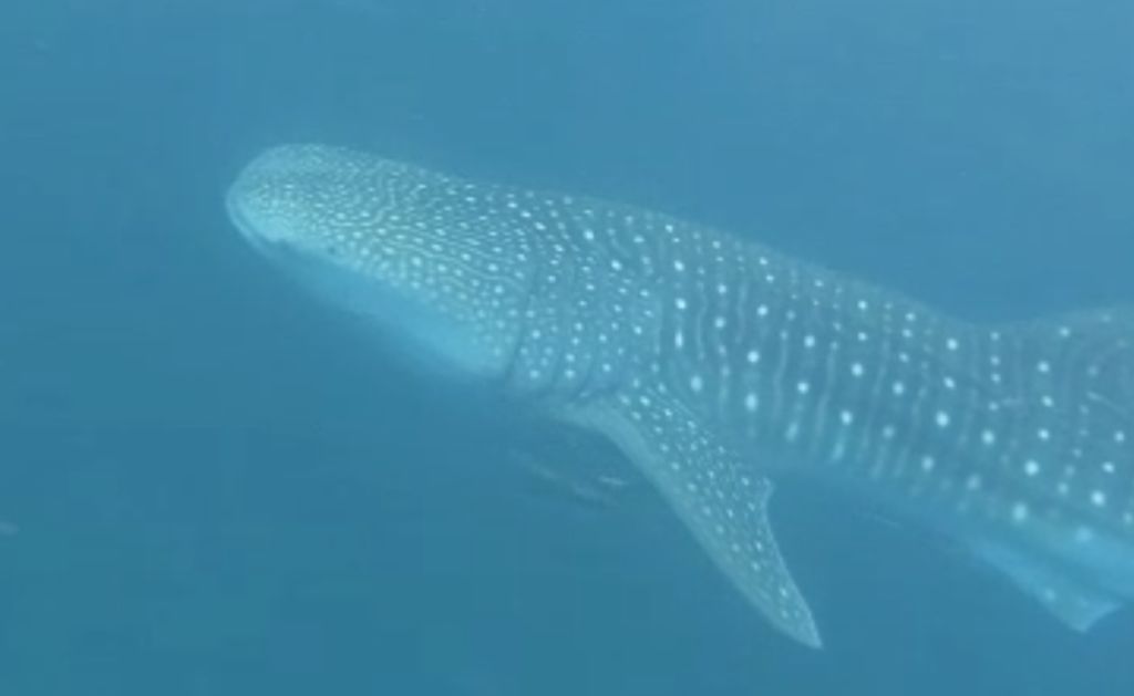 55af4efa-d16c-43e0-9147-78fb895ec5f7