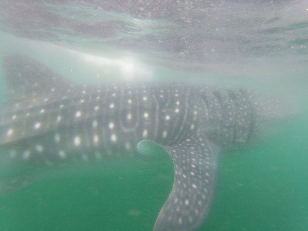 551035d6-5ed7-43ae-9c09-c7c8f3d87a2c