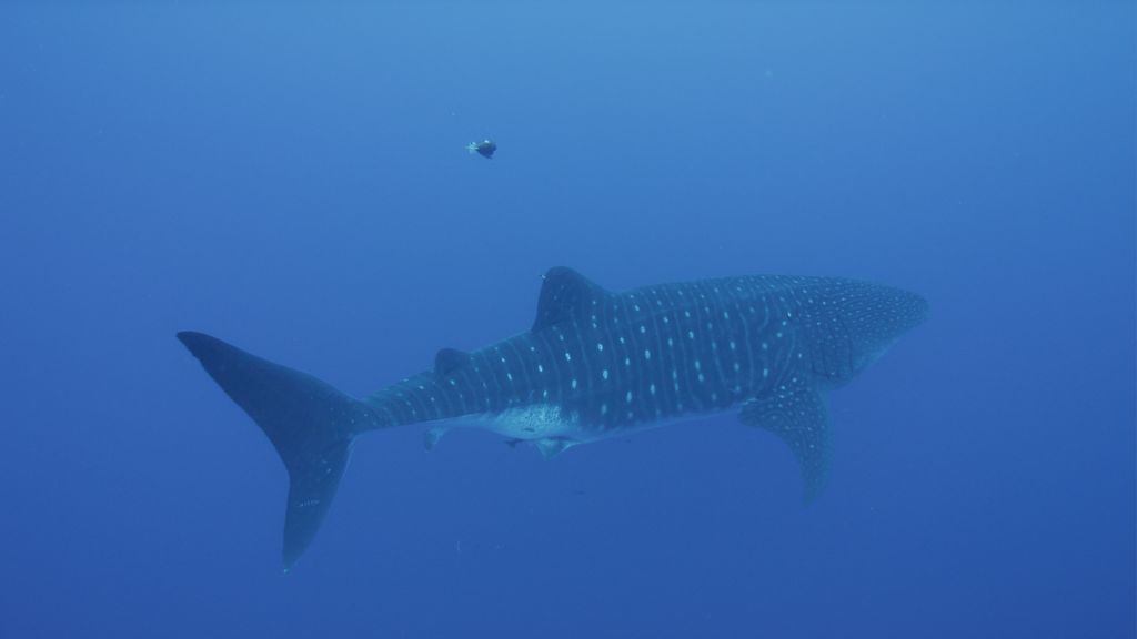 1ce9b4ee-283c-43fd-8e44-225fd607de6b