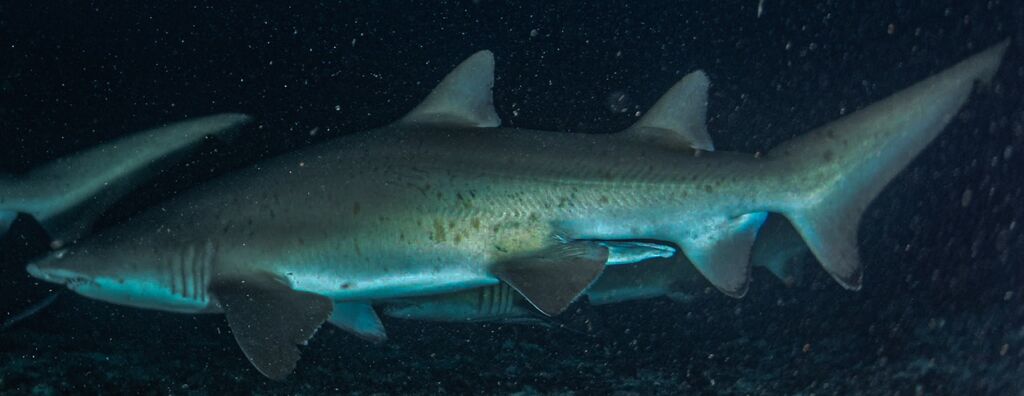 0a34aac4-c2b6-4cbe-a601-3ffbb7d18306