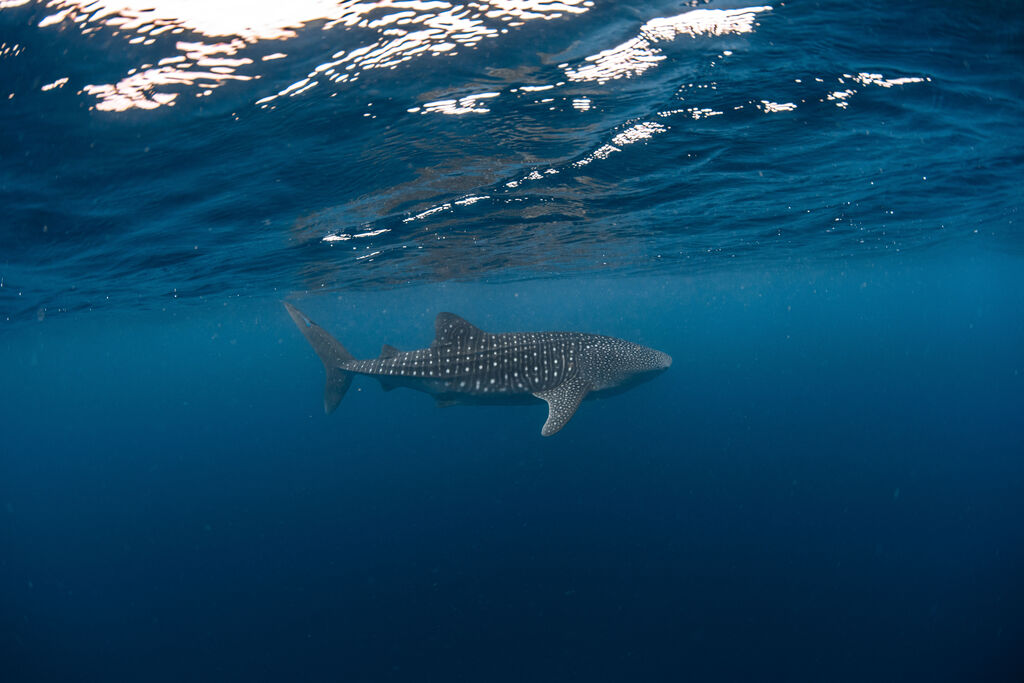 bac33687-bc20-40ab-b3a3-a63ccc187dfc