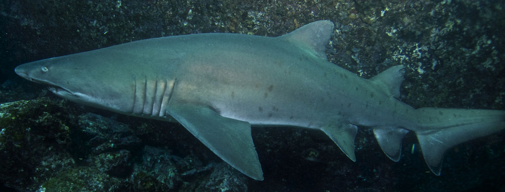 7beb463f-0516-4003-9315-8fc0015d2019