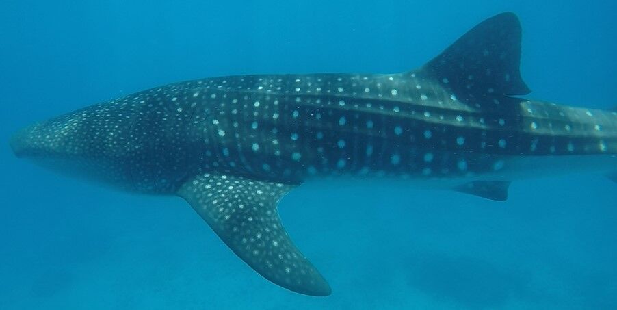 fa9c643a-c134-4686-93ab-2e8e29fc1962