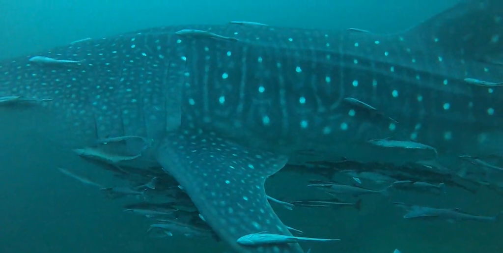 4acb42bd-7f22-491f-8f27-56659478108d