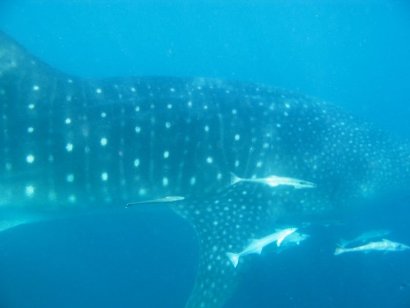 29113f41-f7b9-4d23-ab17-955a0dd10790