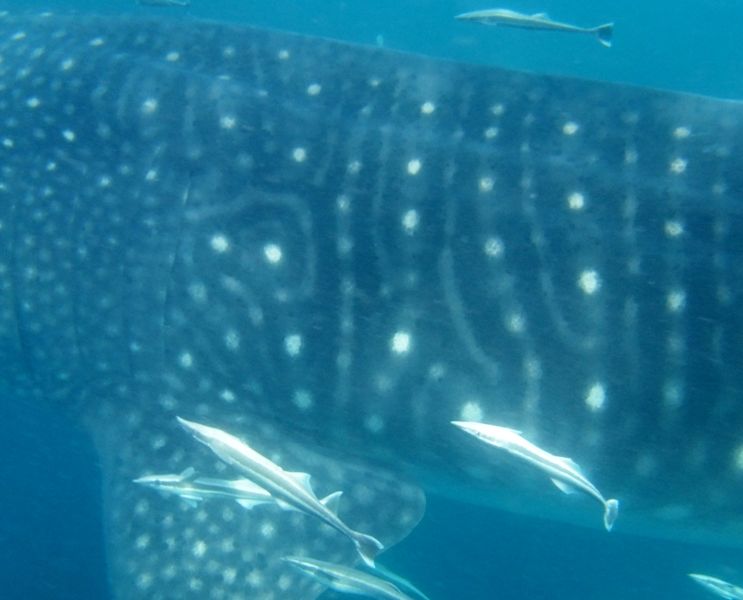 29113f41-f7b9-4d23-ab17-955a0dd10790