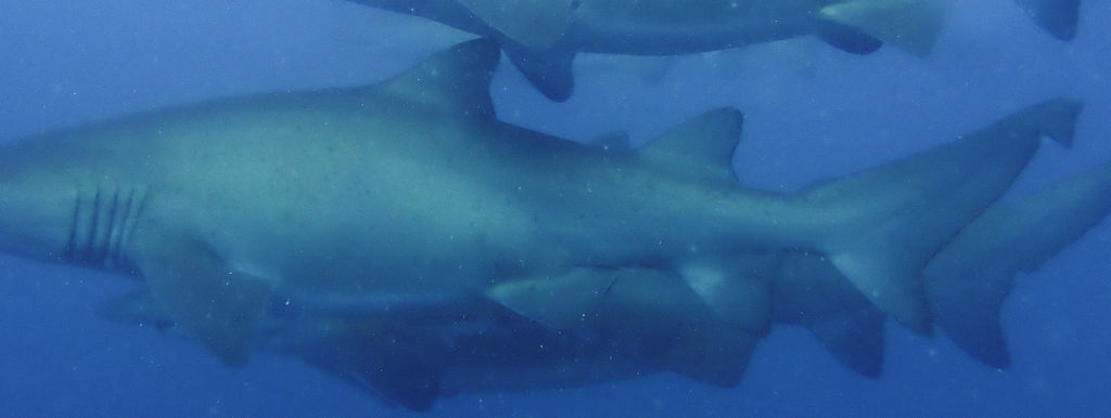 d9980a6a-0c20-4f20-a32c-4d2c7ef155ad