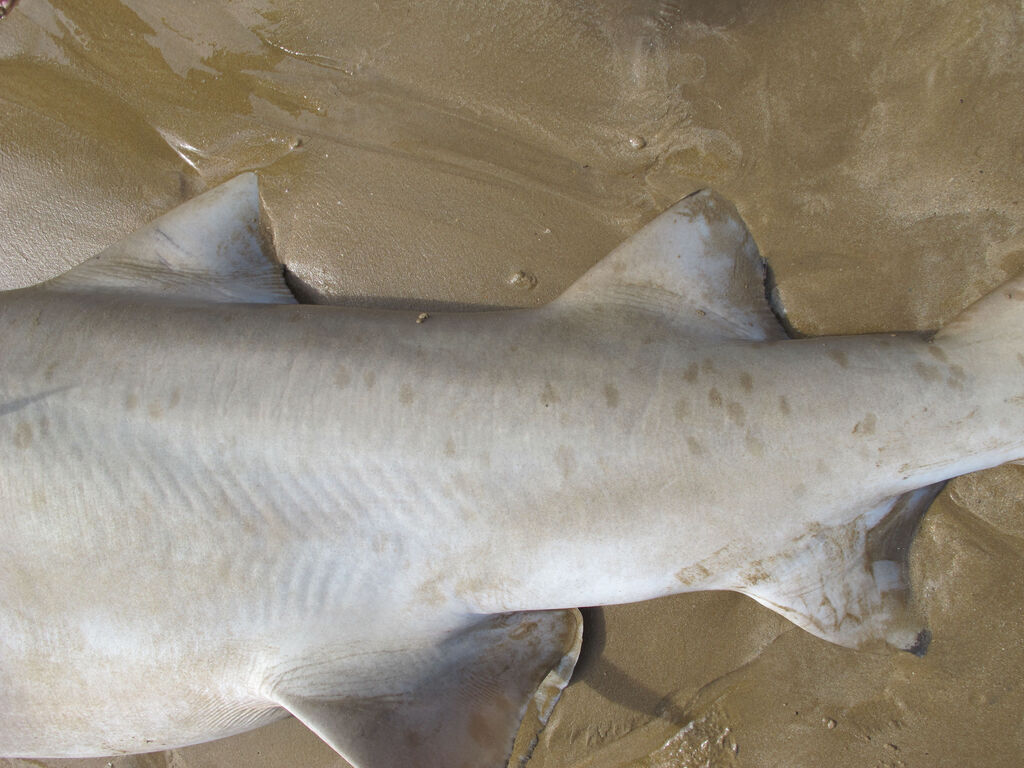 218f69c3-4839-4577-bf2c-f218e0ca1fca