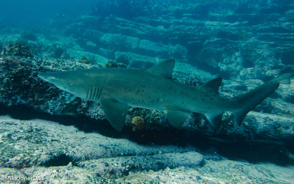 da978f19-628b-4114-a073-cf42e19e4db2