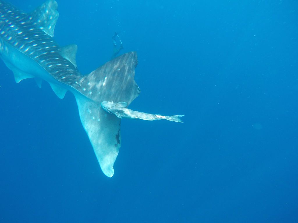 a95e52ed-a794-4308-ba32-27775ad4227a