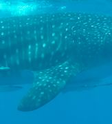 a95e52ed-a794-4308-ba32-27775ad4227a