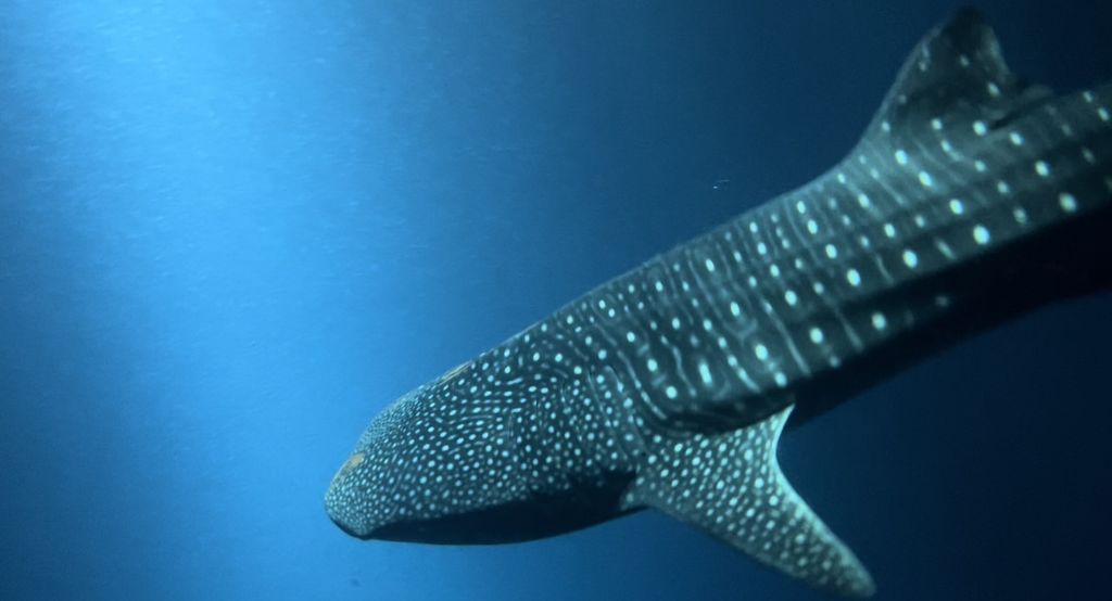 1a1886dc-da71-4fa6-b140-3ea3aa494673