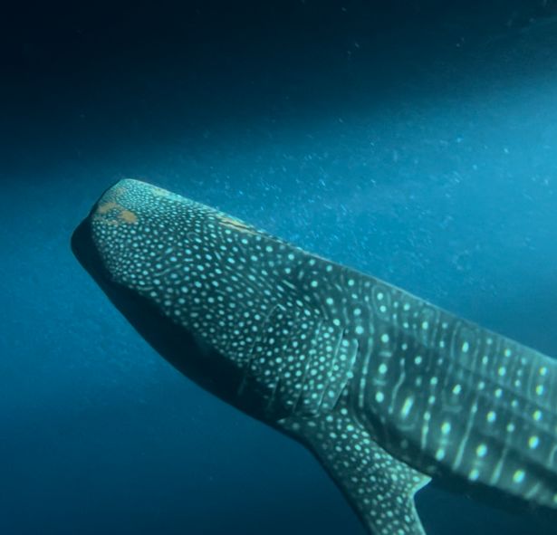 1a1886dc-da71-4fa6-b140-3ea3aa494673