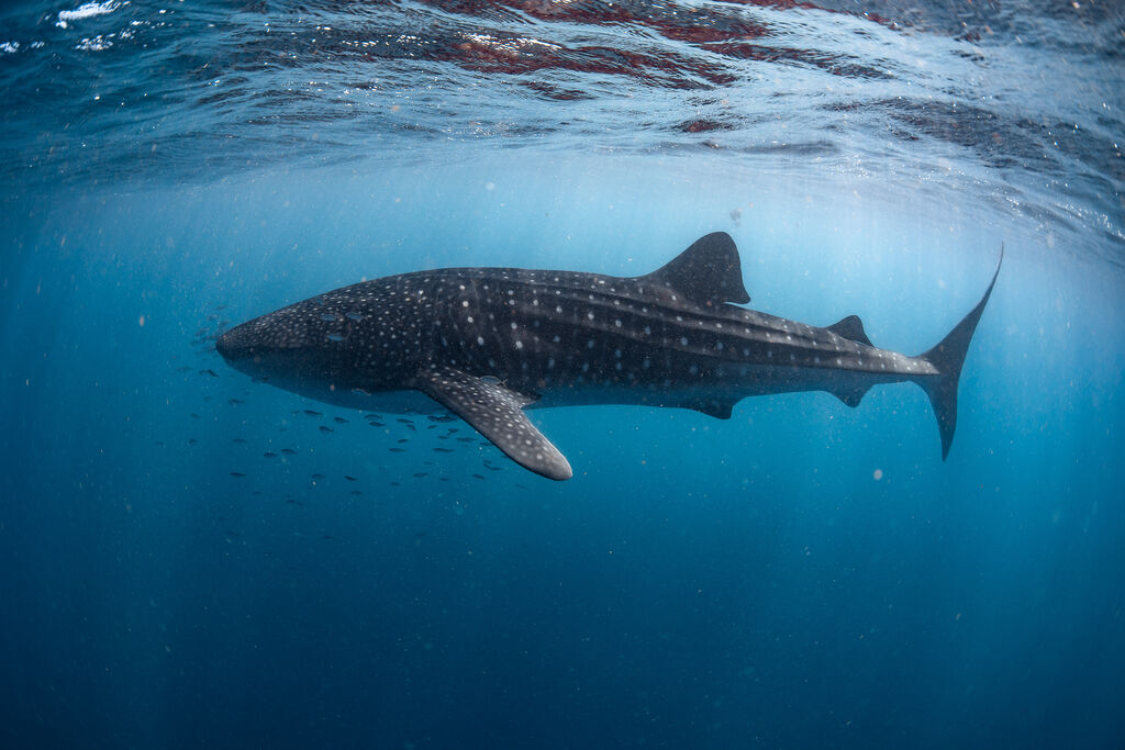 95222eeb-79f9-40f8-a324-5396052207cc