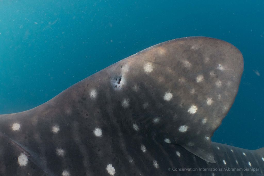 0d268228-a247-4e79-bab0-9e0bf00a4cf1