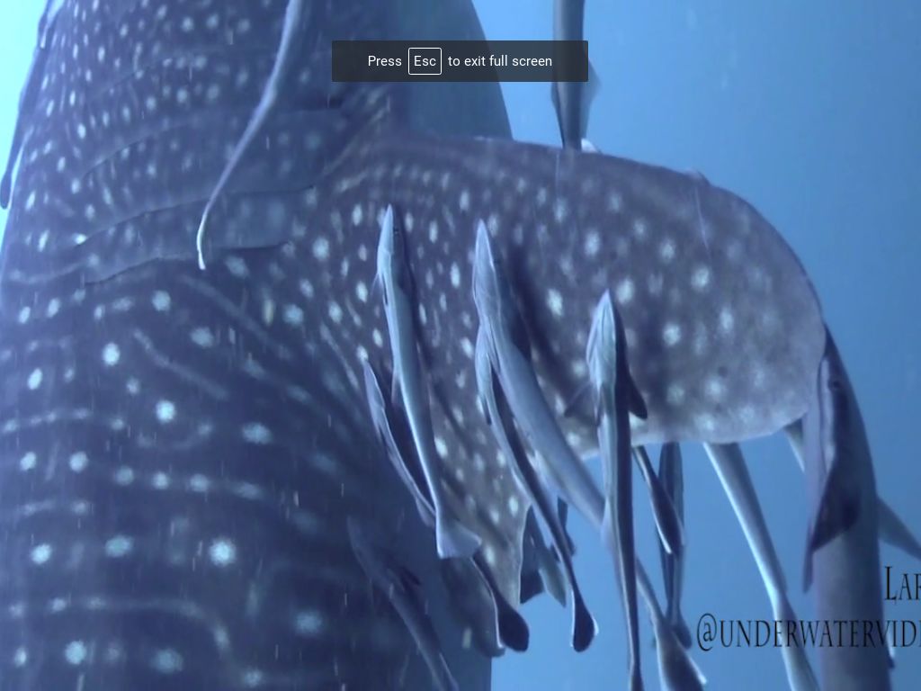 b8395b8e-78b3-42d2-a2e0-eed0b280cca4