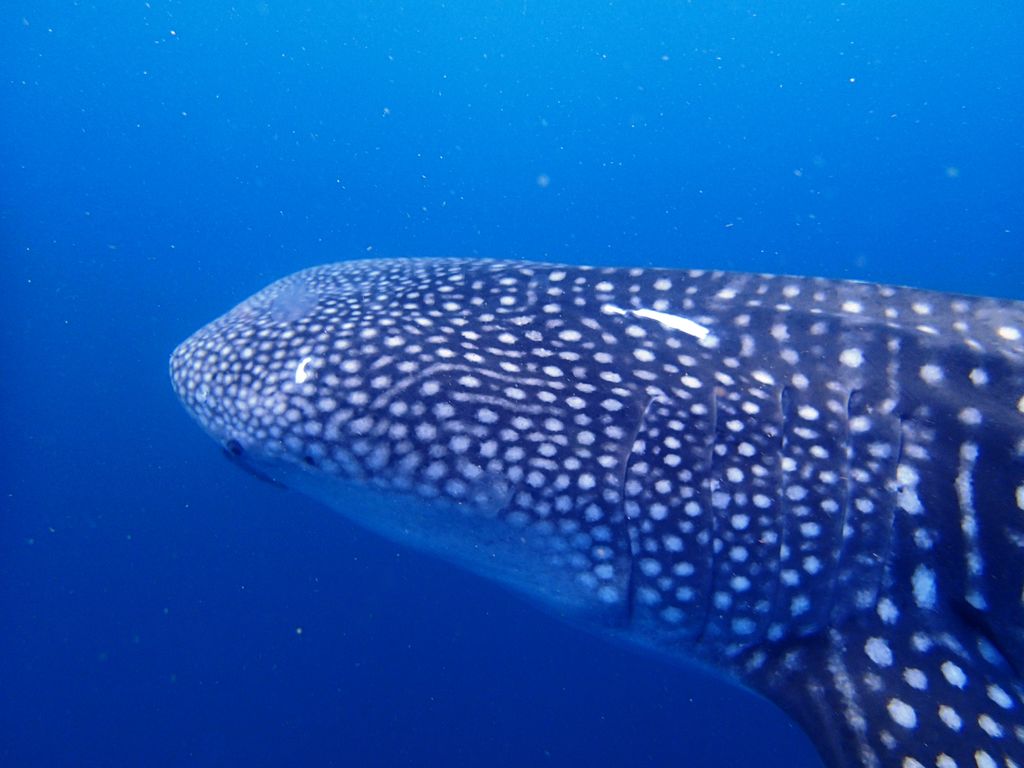 28514dc3-2204-4101-b276-f26413267c26