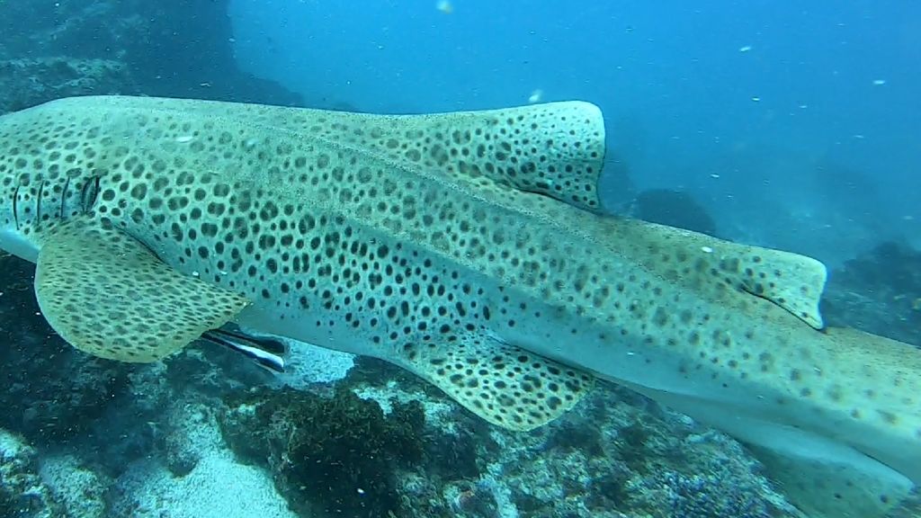 e1a5f633-09cd-4c99-8df1-01ec4848d965