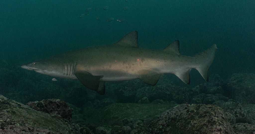 e9a895d2-b298-4fb9-97de-472acb93e6d0