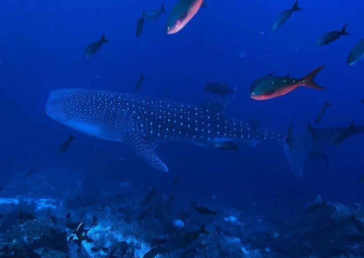 0743eb86-2044-4171-a193-171cfd896485