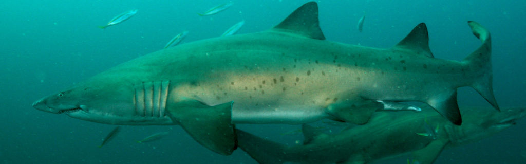 d4a960f8-d018-46d3-9fd6-4ac1a8eb77ad