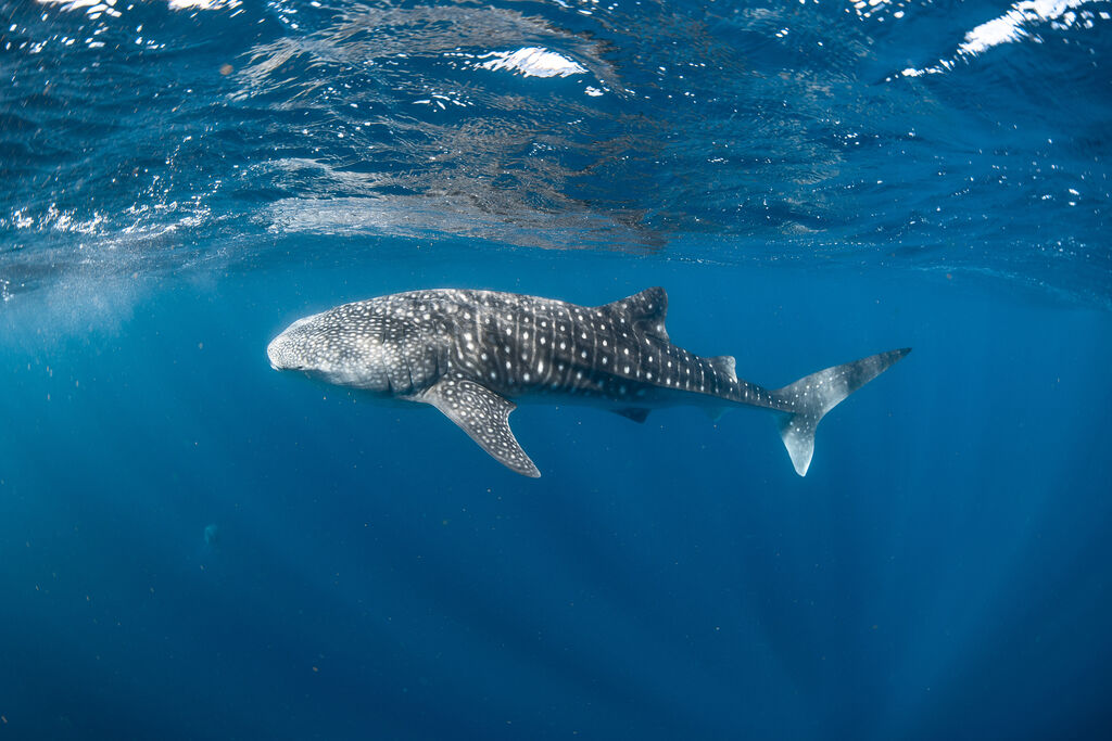 1d0872aa-e483-4f21-8102-94b7fbd0327c