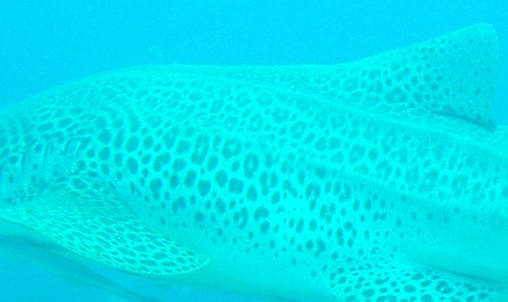 5de988e3-07cc-46db-86c2-f125e50304f8