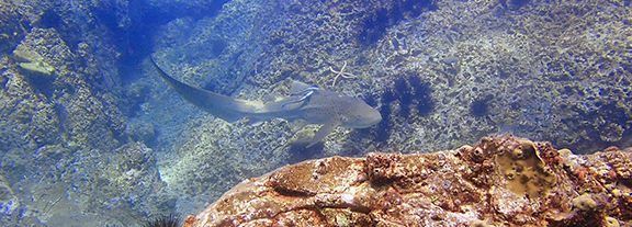 2acba137-f1bf-4cd4-928b-8a60d6c1be83