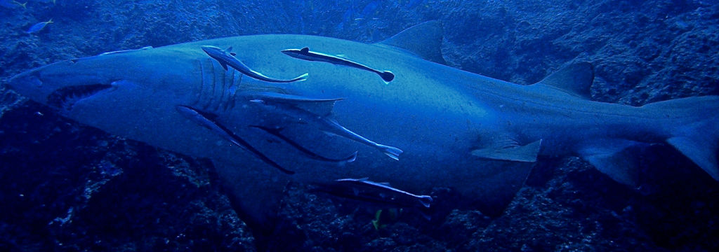 97f0e6e8-f95f-47f6-8a6c-6b6d901fdc5b