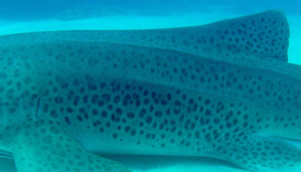 e0cb2ec2-7bf0-44f5-9677-3b221aa8384e