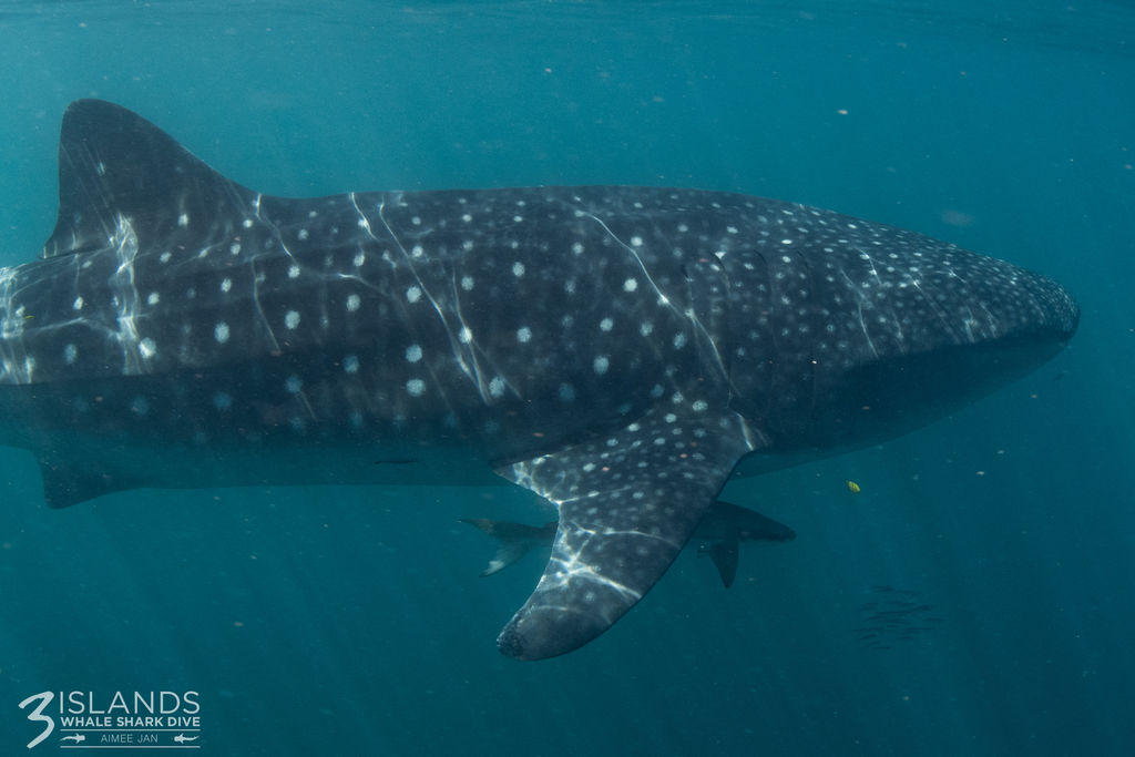 a99ff078-8abc-441a-a438-f6060f3f4cc6