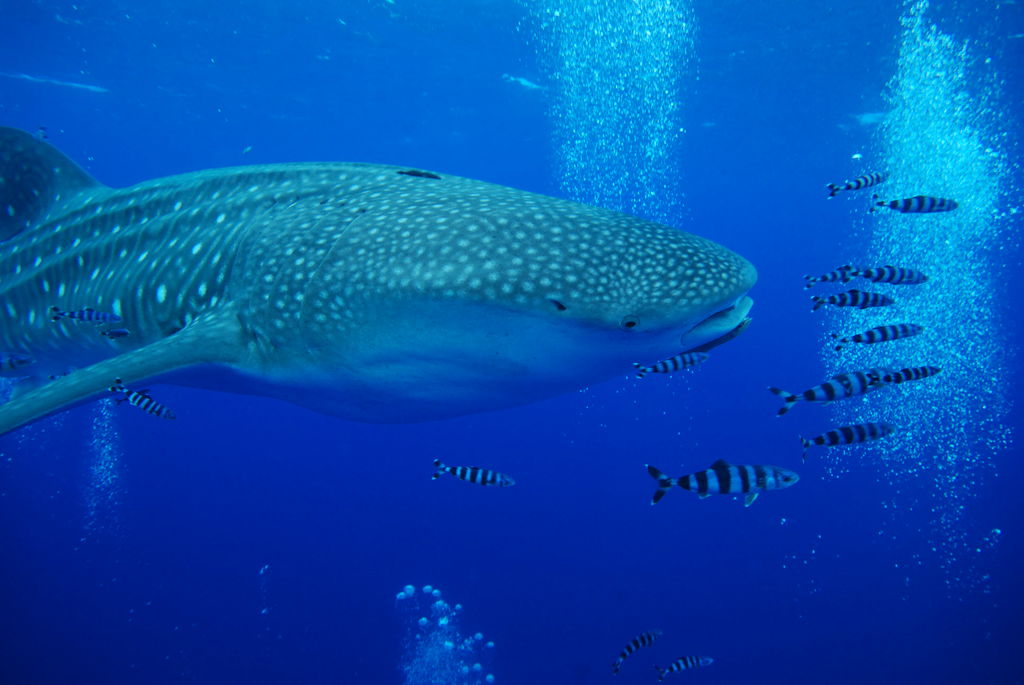 57293857-2411-44e9-8f8b-72fdb394224a