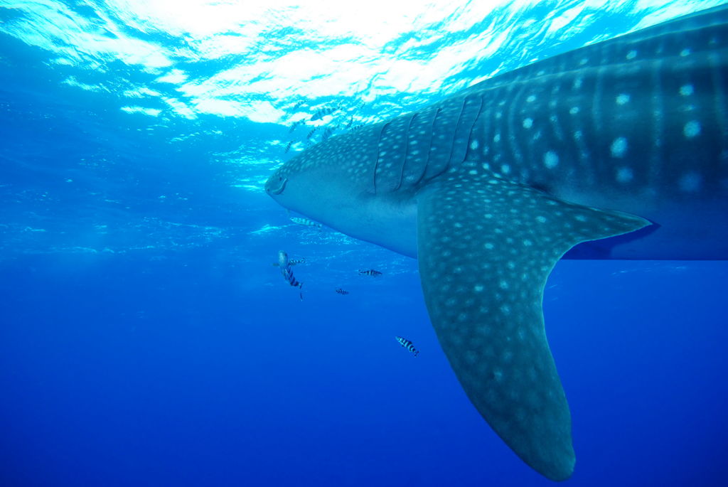 57293857-2411-44e9-8f8b-72fdb394224a