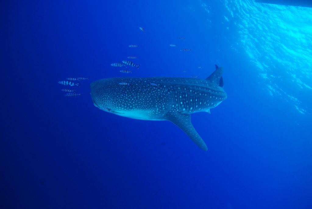 57293857-2411-44e9-8f8b-72fdb394224a