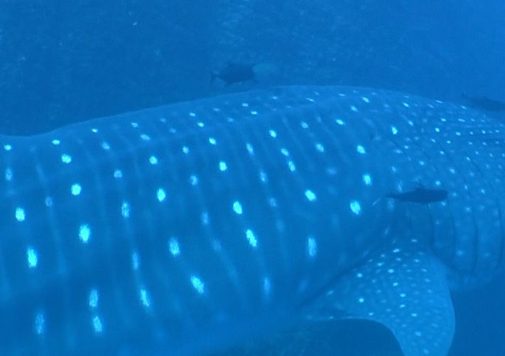 e8b5dc55-a427-475f-83e8-483062d751f4