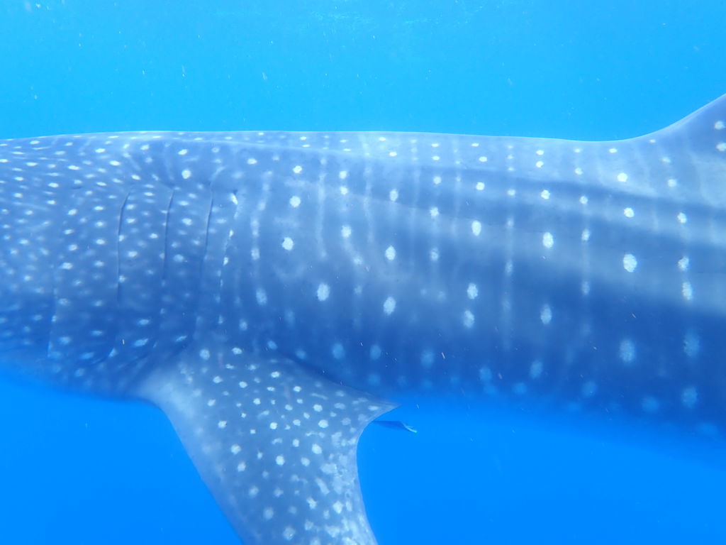 0e52e654-d8c8-489c-beed-8d5ed607611f