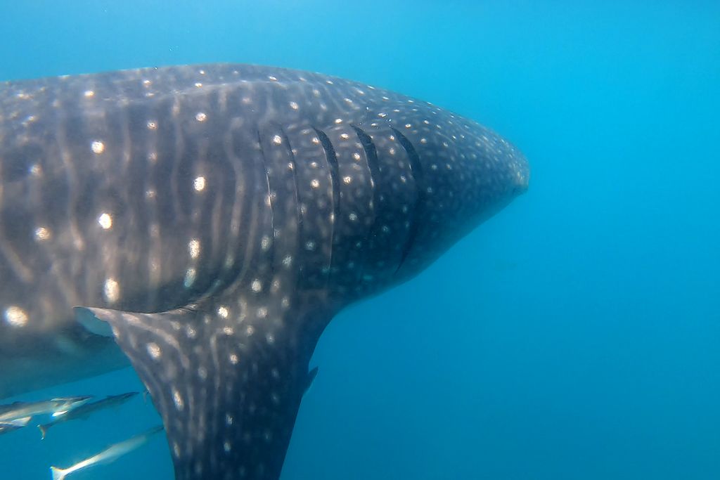 e1ff6ce6-4228-4e60-828f-3982fa7f66e8