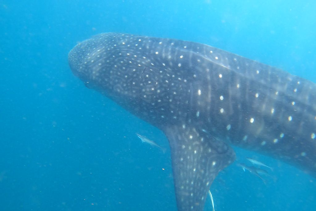 e1ff6ce6-4228-4e60-828f-3982fa7f66e8