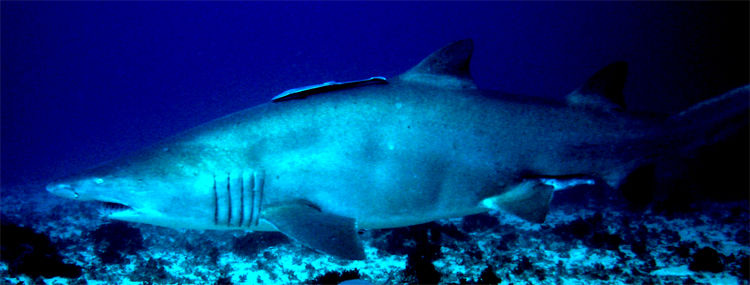 130a71fd-3b8c-4a43-a28d-3347dce1e343